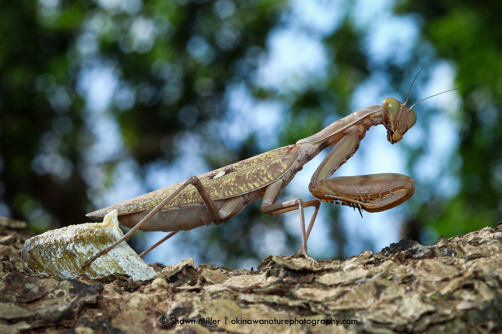 Orchid Mantis Ootheca