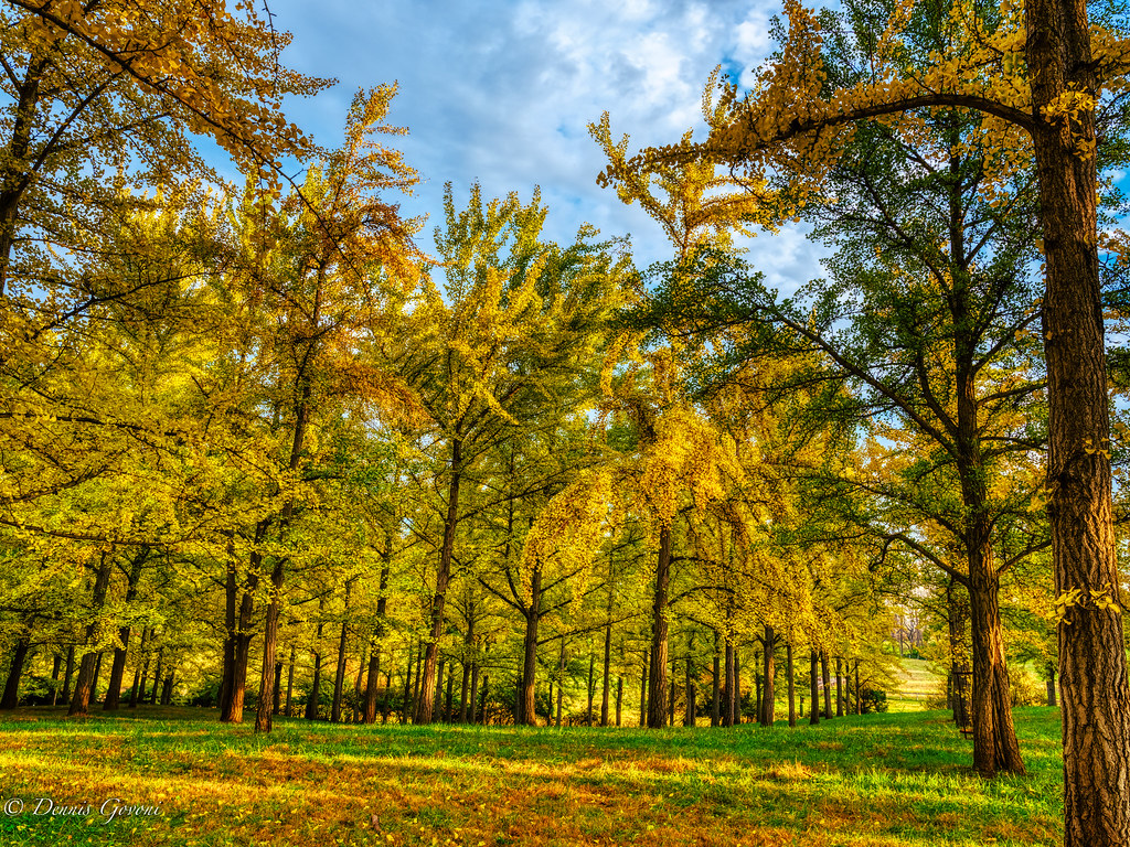 The Ginkgo Grove at Blandy Dennis Govoni Flickr