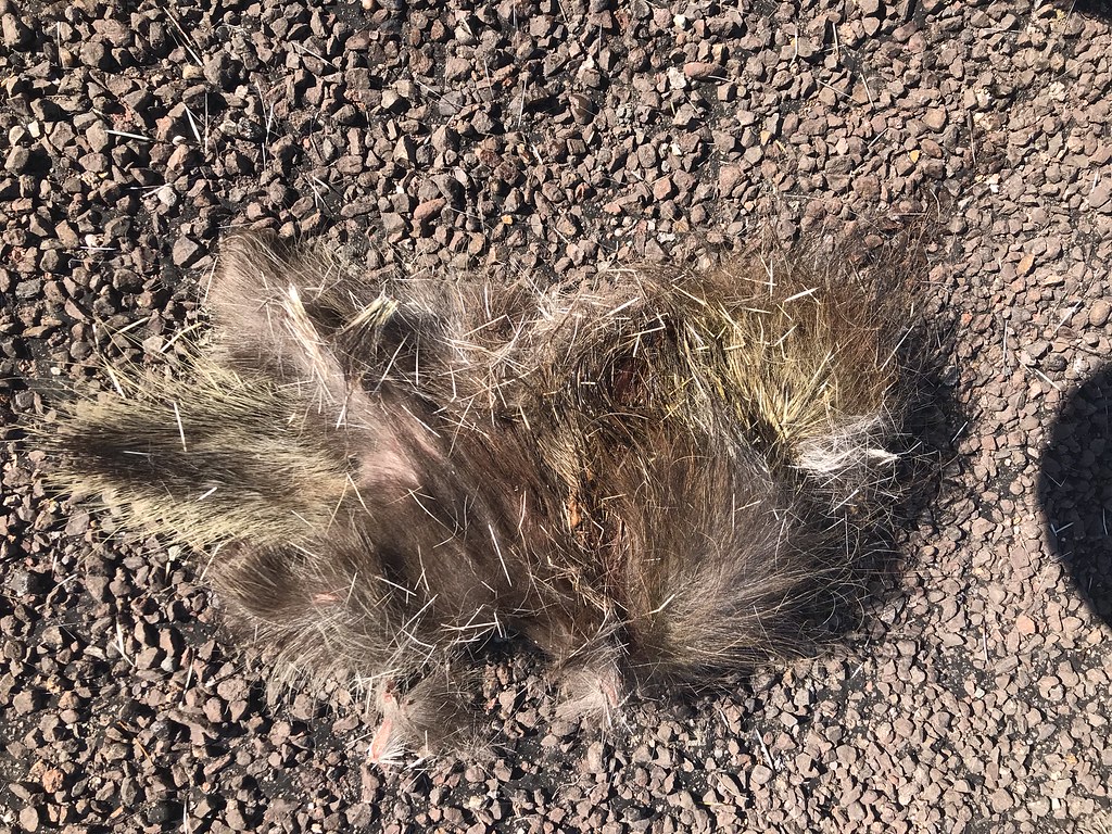 Dead Porcupine House Made of Dawn Flickr