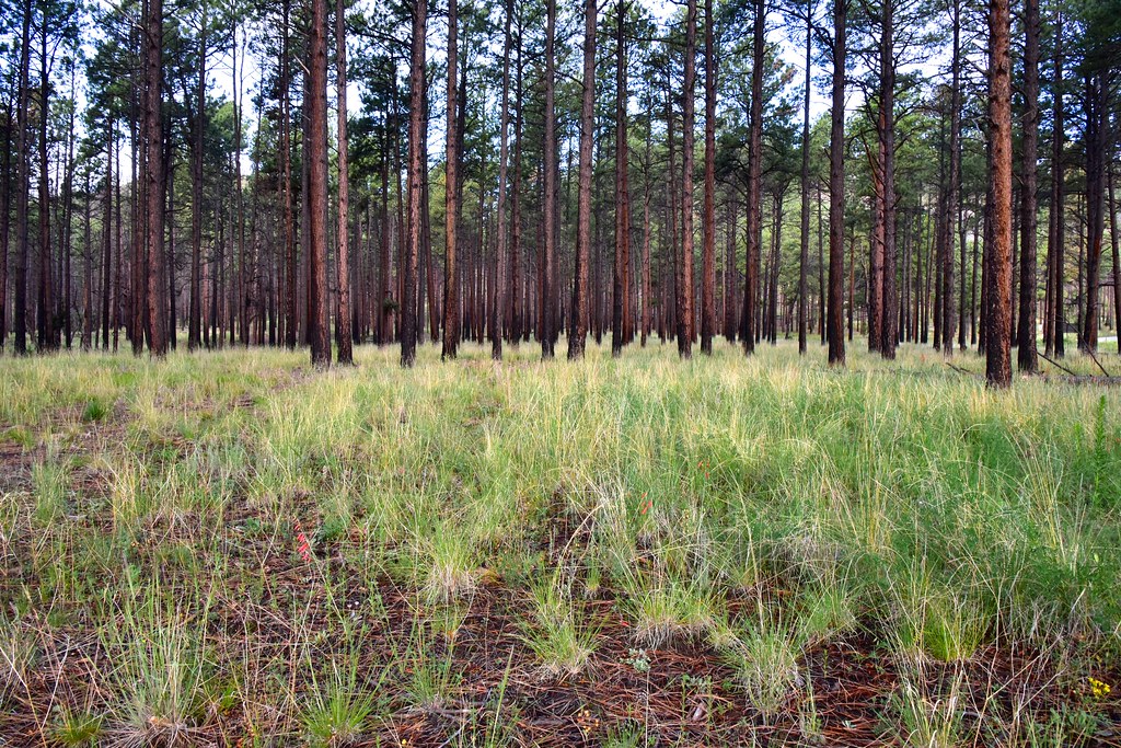 Ponderosa Pines in Los Alamos Intersection of Highway 4 & … Flickr