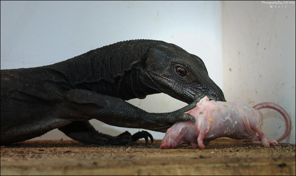 8/2/2015 BDVS1 Male Black Dragon Varanus Salvator Male Bla… Flickr