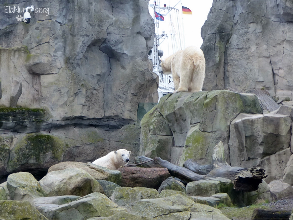Valeska & Lili Die Eisbären vom Zoo am Meer Bremerhaven