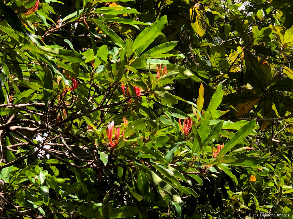 Alloxylon wickhamii Pink Queensland Tree Waratah, Pink S… Flickr