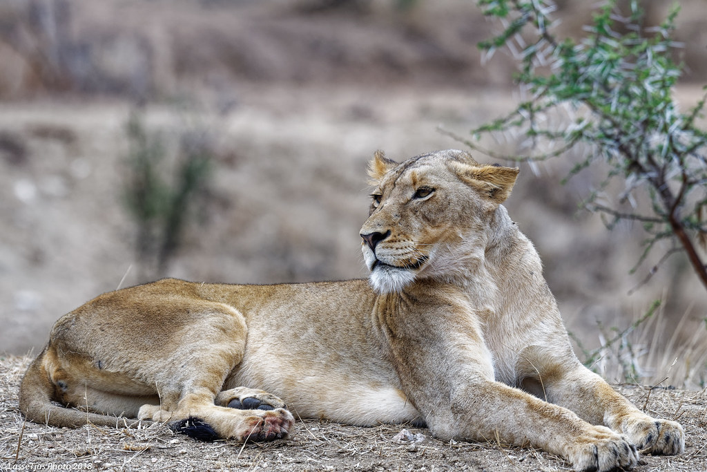 Lioness Found close to the gate at the pond, she was resti… Flickr