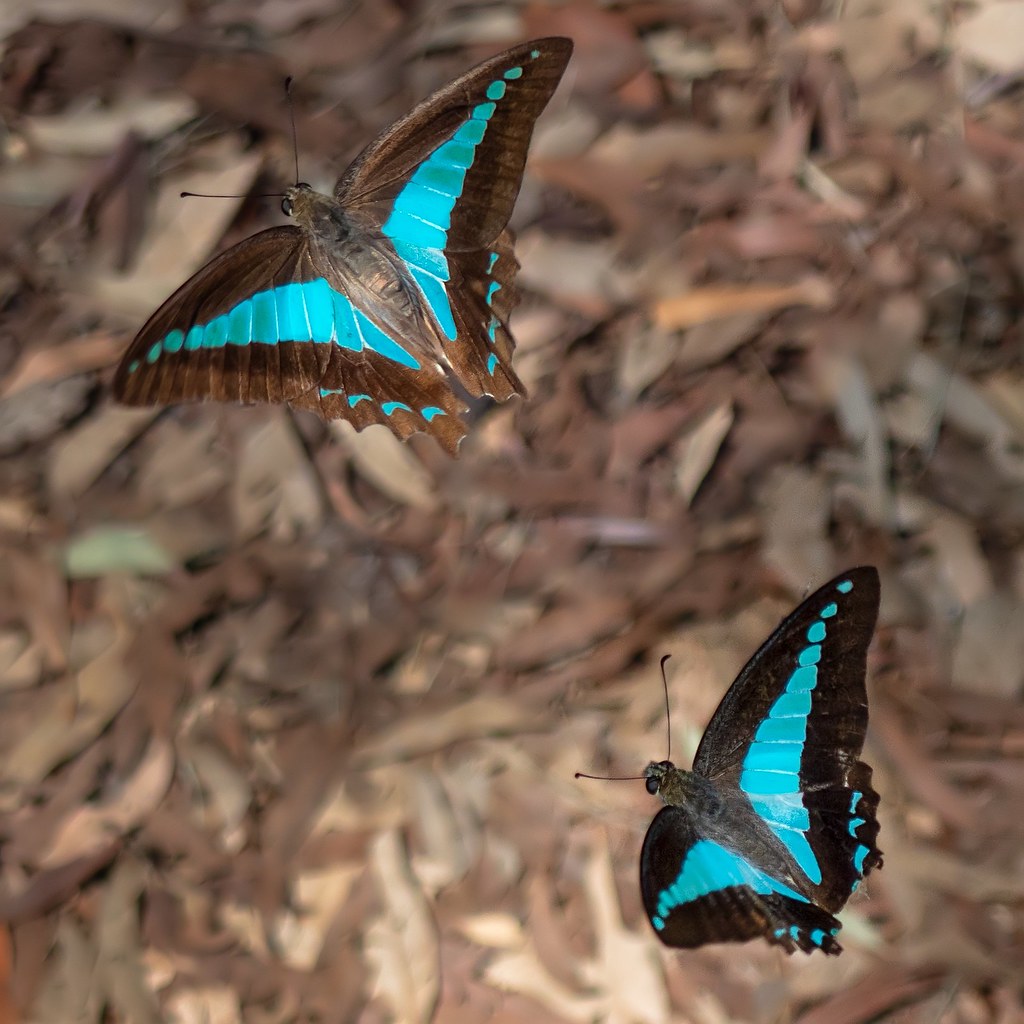 flying pair of blue triangle butterflies EM1ii / 1442ii … Flickr