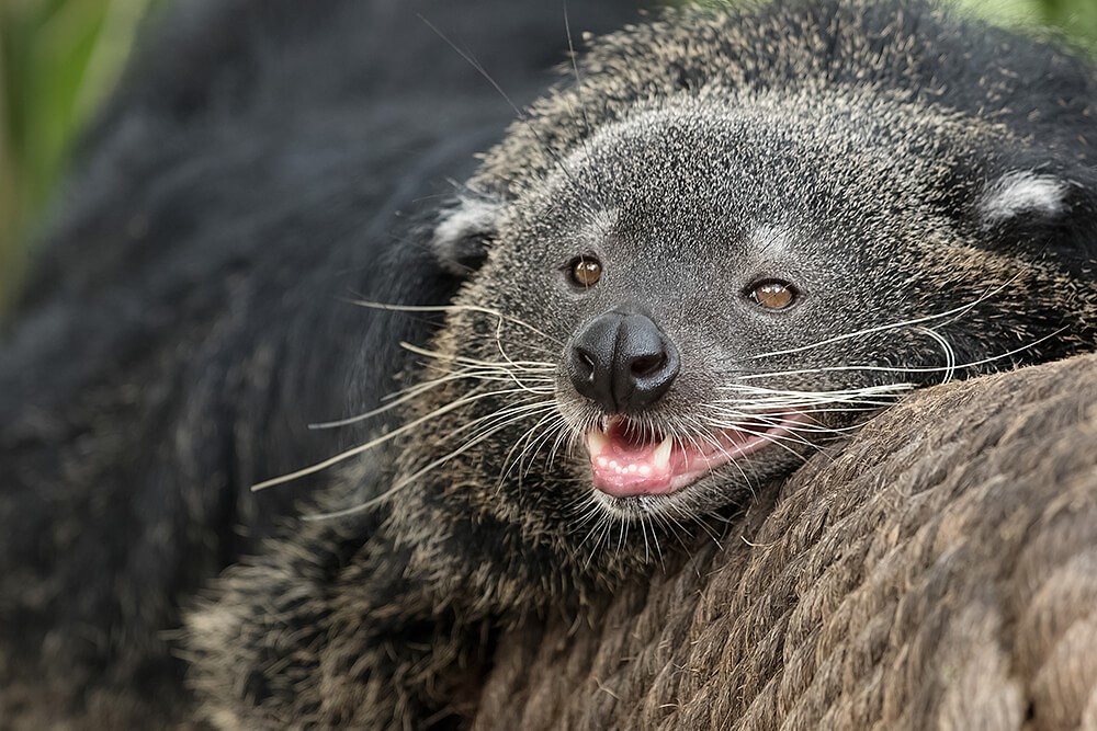Why the Binturongs Smell Like Hot, Buttery Popcorn Flickr