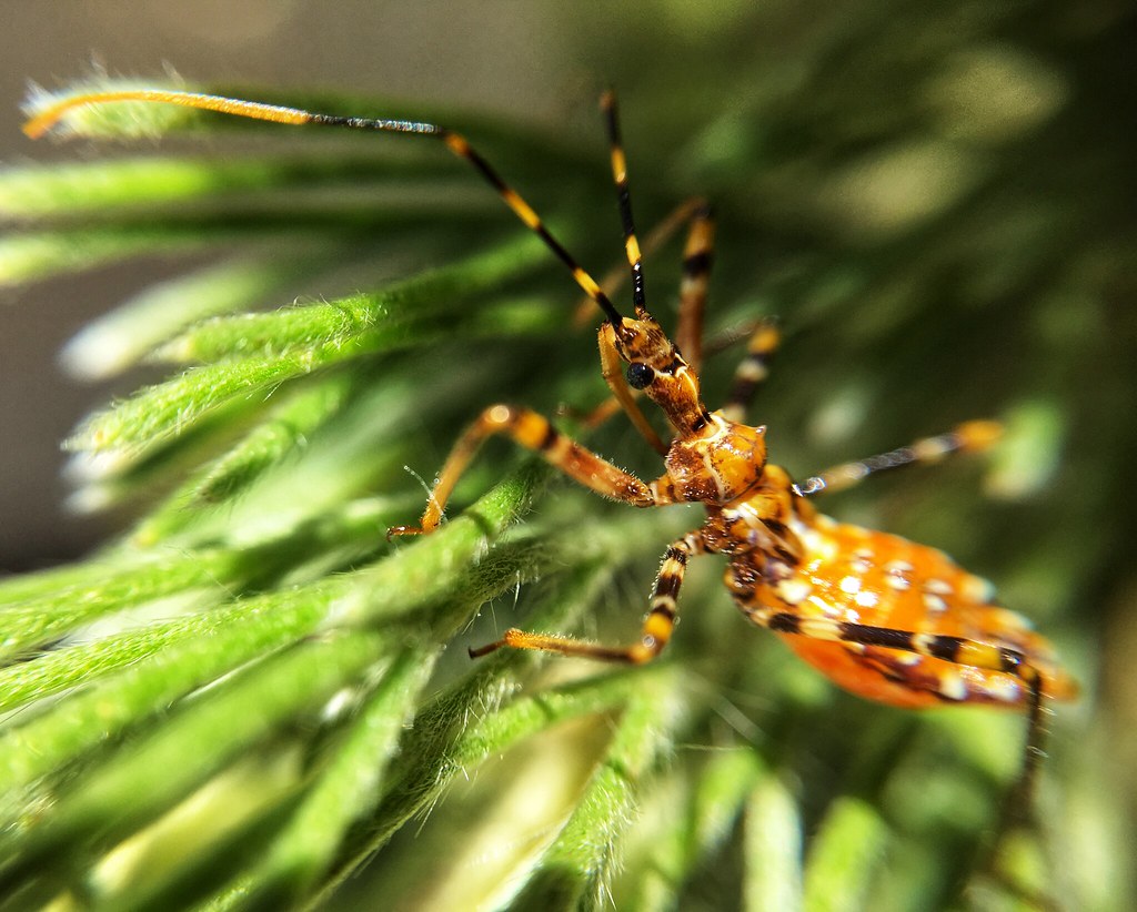 A juvenile Assassin bug a photo on Flickriver
