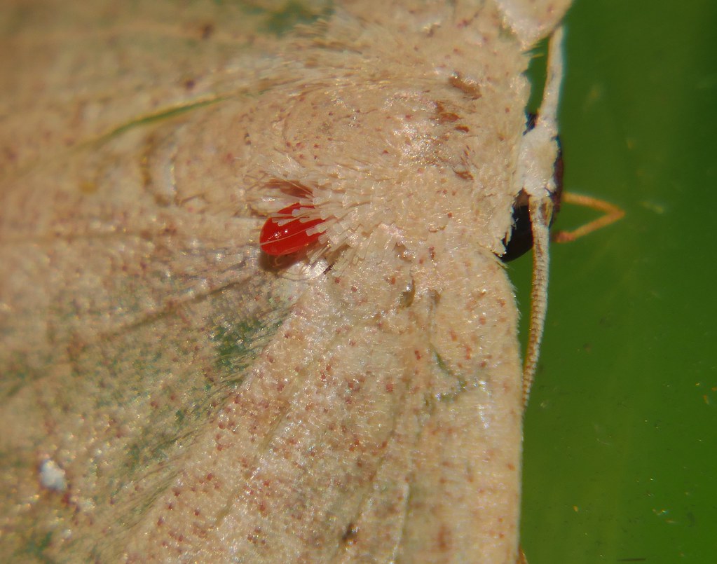 NOT MOTH EATEN but MOTH BEING EATEN by ticklike ectoparas… Flickr