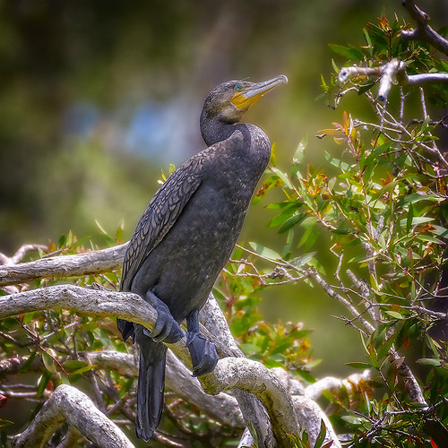 sandy camp road great cormorant Many thanks for your vis… Flickr