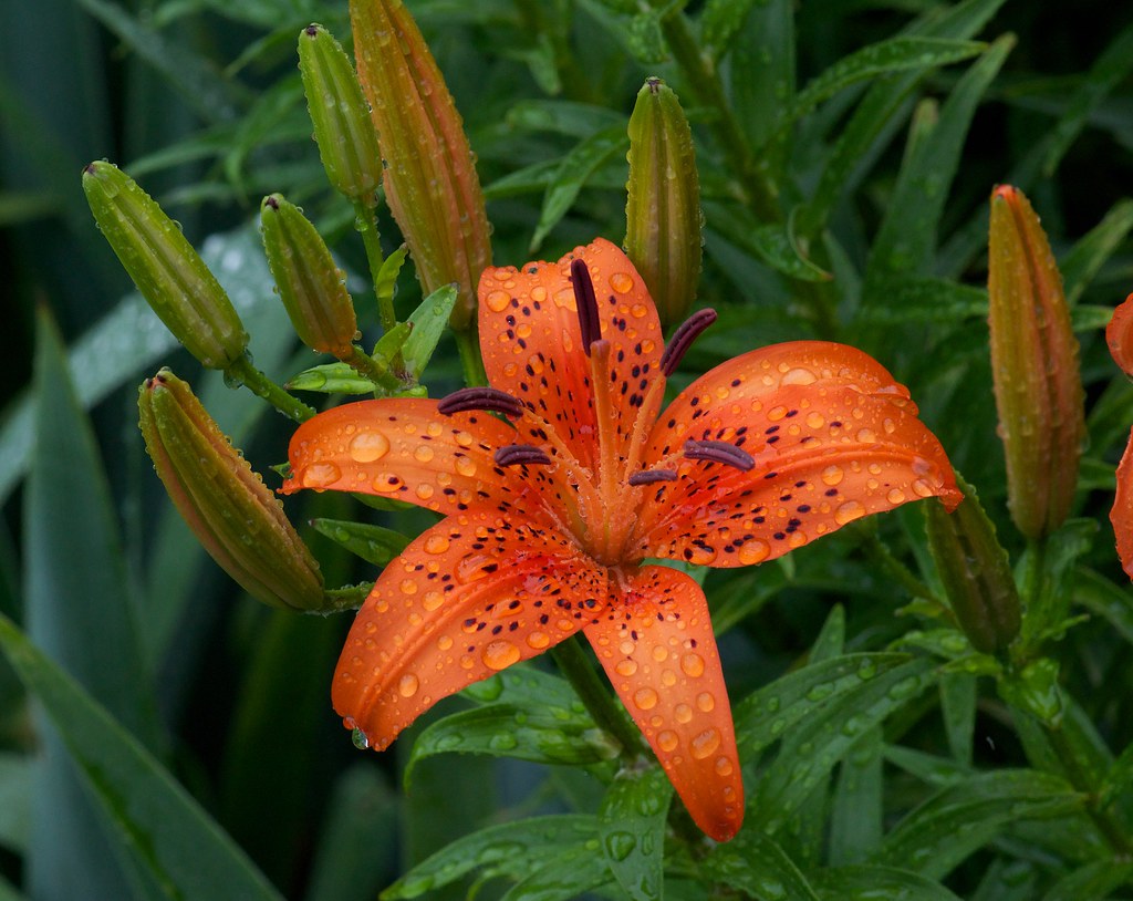 Lily My Atlanta Garden Foxy Liz Flickr