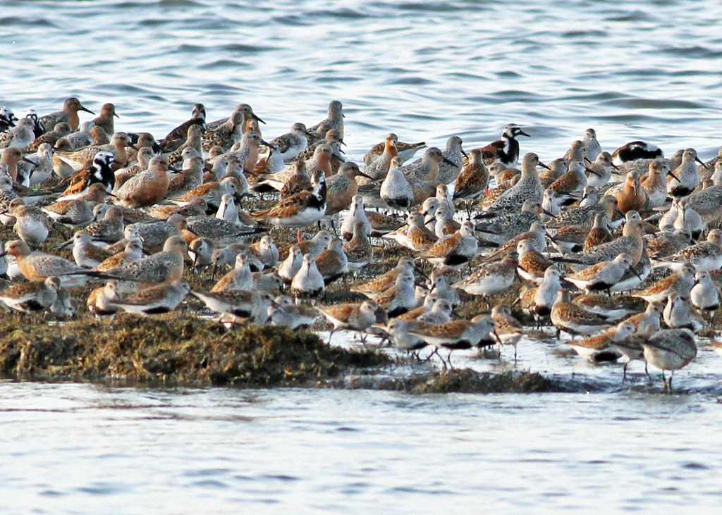 Fowler Beach Fowler Beach is an Ecological Research & Deve… Flickr