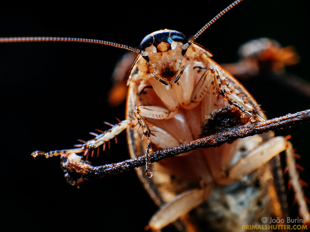 Blattodea Cockroach in the rain / barata nativa na chuva João P