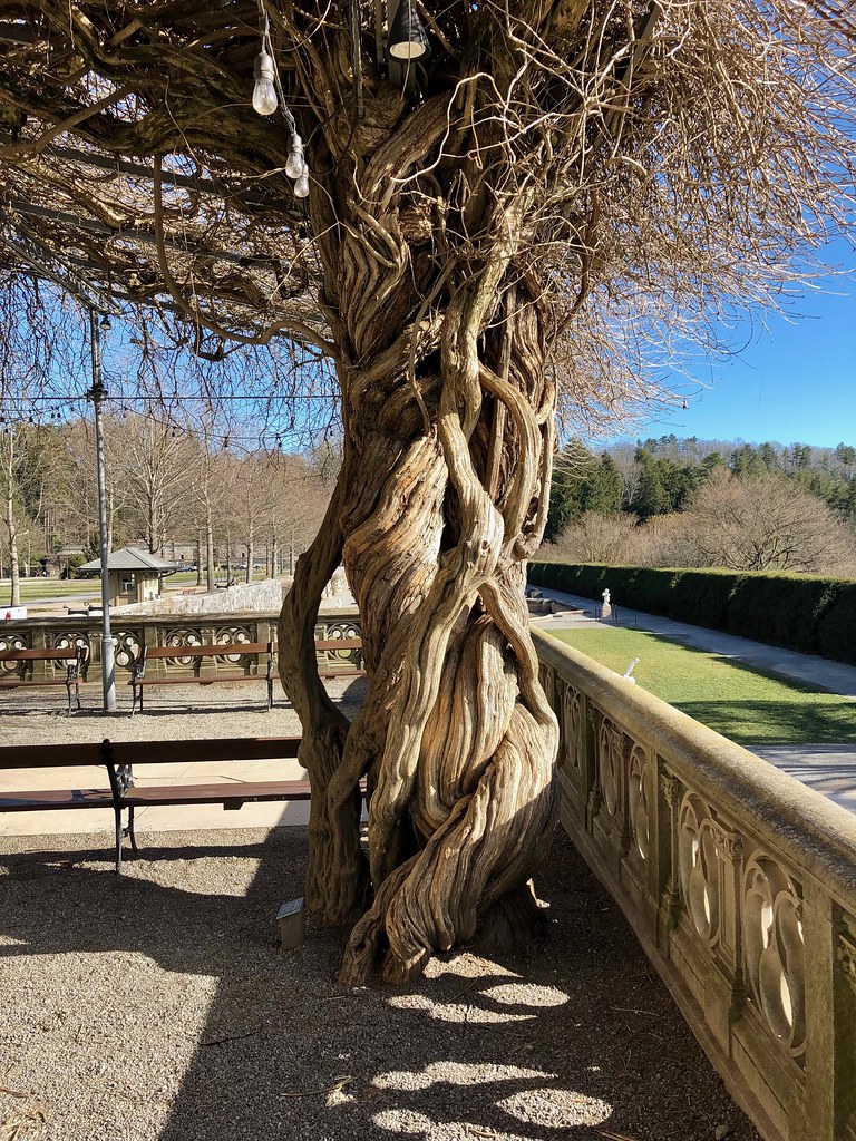 Wisteria Vines, Library Terrace, Biltmore Estate, Ashevill… Flickr