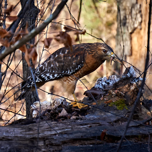 RedShouldered Hawk eating a locust. Daniel Sealy Flickr