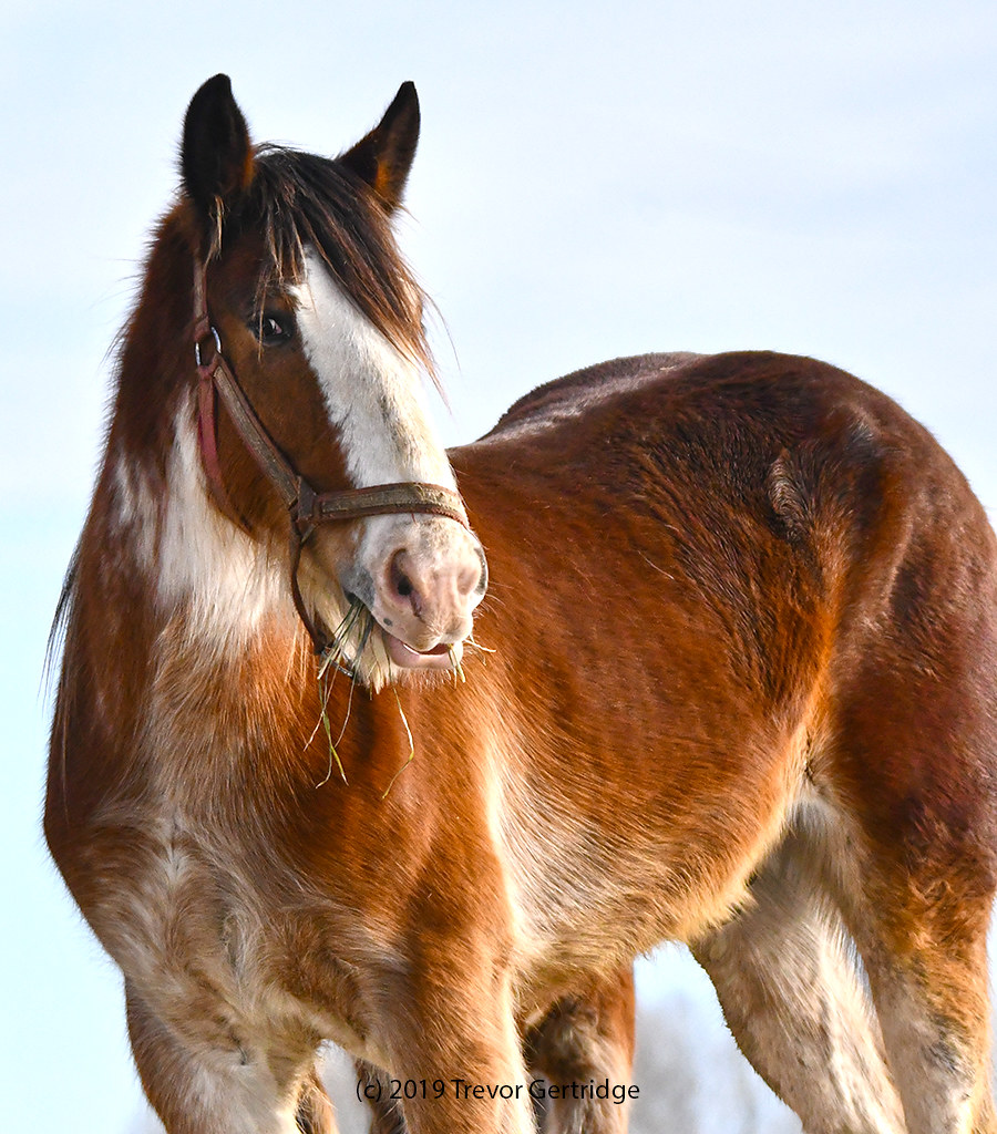 Sheffield Mills horse Jan 2019 One of the very beautiful… Flickr