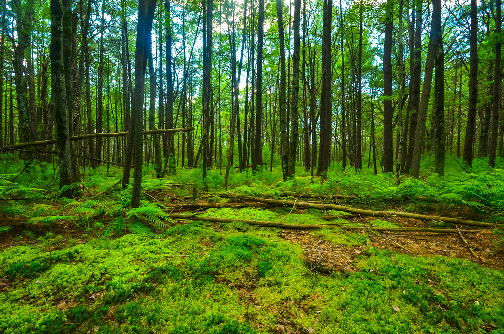 Forest Kingston Pines Wisconsin State Natural Area 578 Me… Flickr