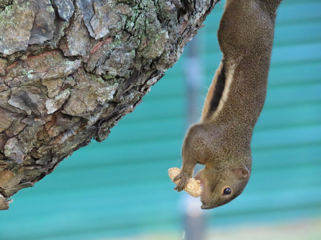 Little Squirrel eating peanut Gladys Flickr