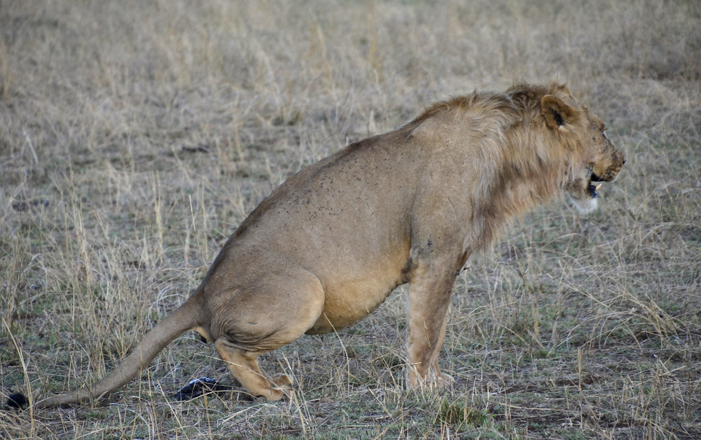 Serengeti National Park Lion pooping claudia Flickr