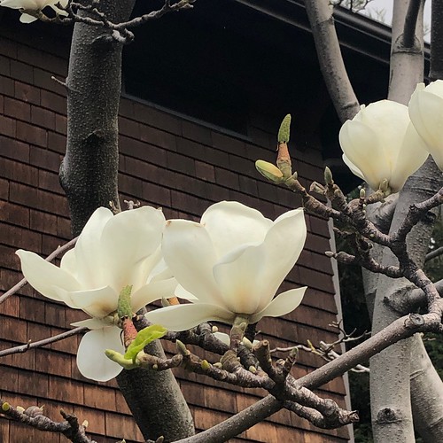 White Magnolias In mid winter. Melinda Young Stuart Flickr