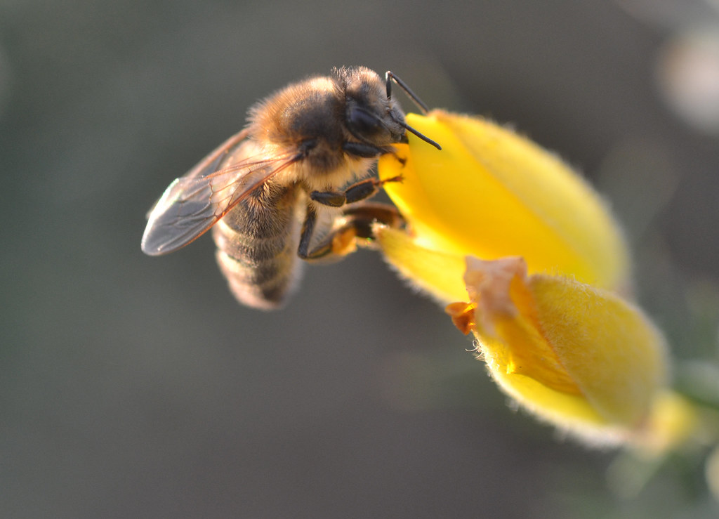 and another honey bee in a gorse flower for my Honey bees … Flickr