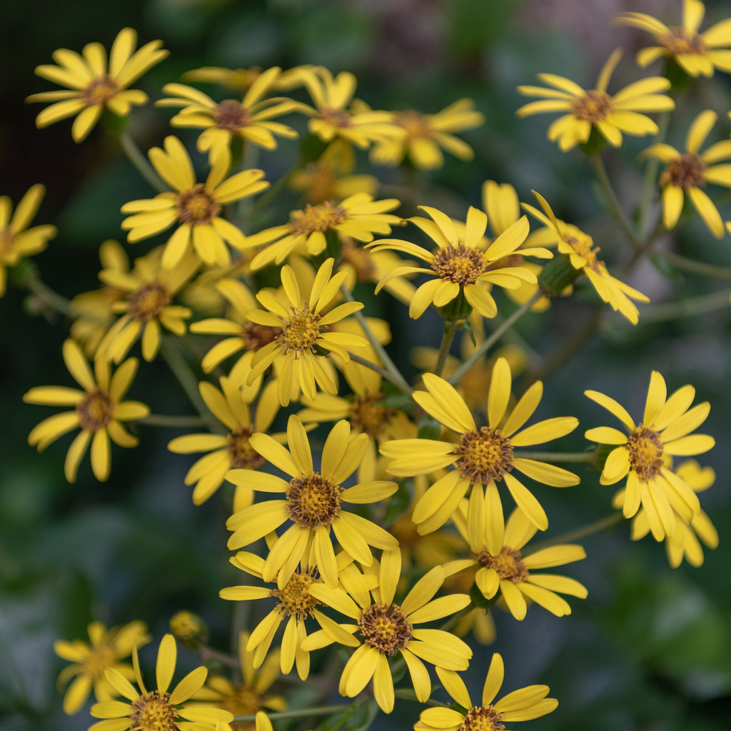 flowers Kochi Prefecture, Japan Hideki iiiiiiiiiii Flickr