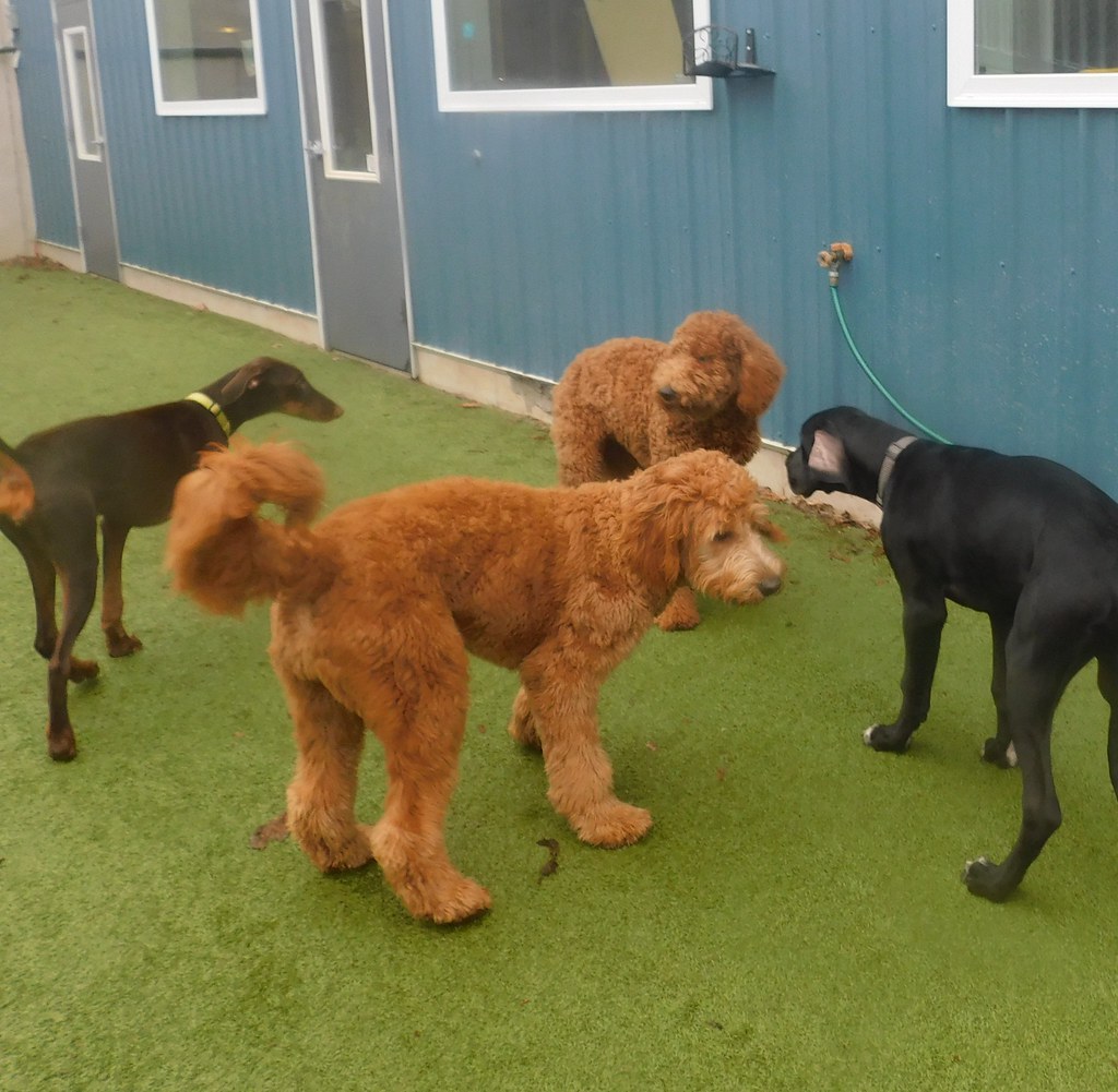 Greenlin Lambs Gap Flickr