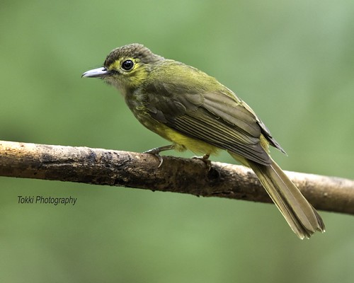 Hairy backed bulbul. Merbah Bulu Tengkuk. Rengit Lanchang