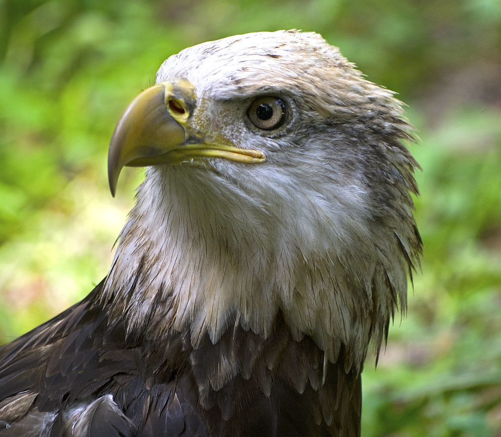 Jacksonville Zoo 10292014 Bald Eagle 2 Bald Eagle Jack… Flickr