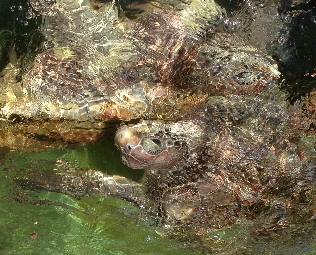 20141006 Grand Cayman Turtle Farm 20141006