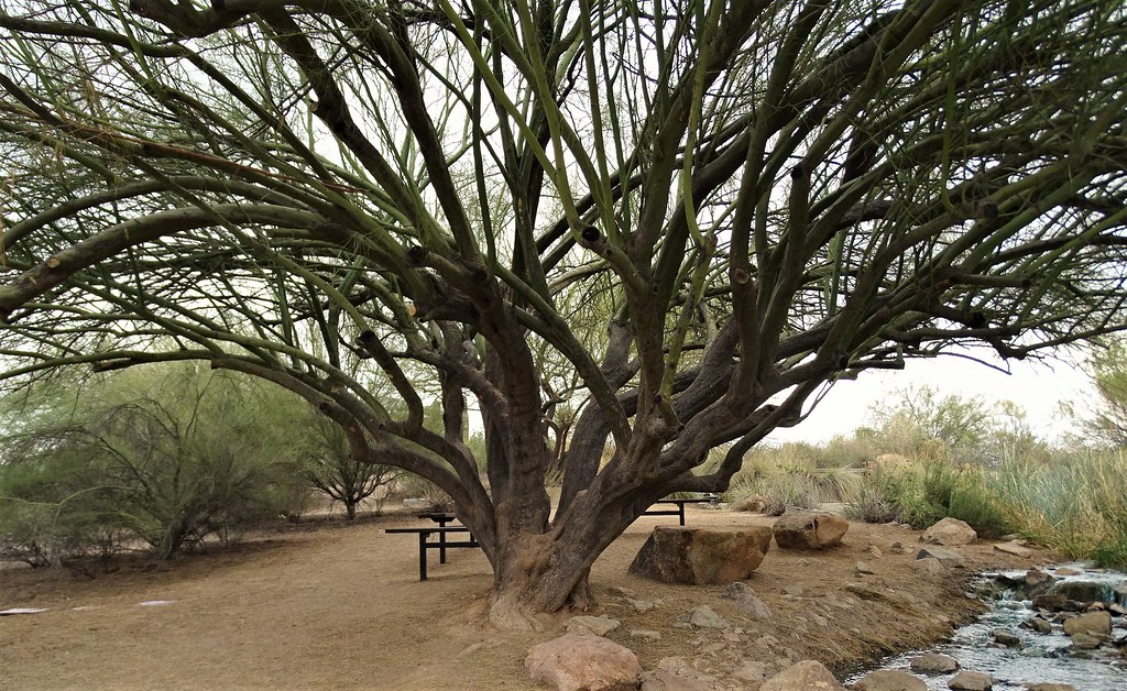 1091707, A Many Branched Palo Verde Steven K. Willard Flickr