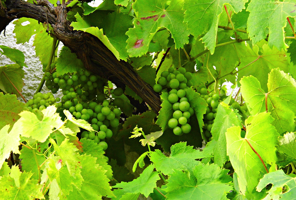 Fruits Of The Vine! Loved all the greenness going on here.… Kim
