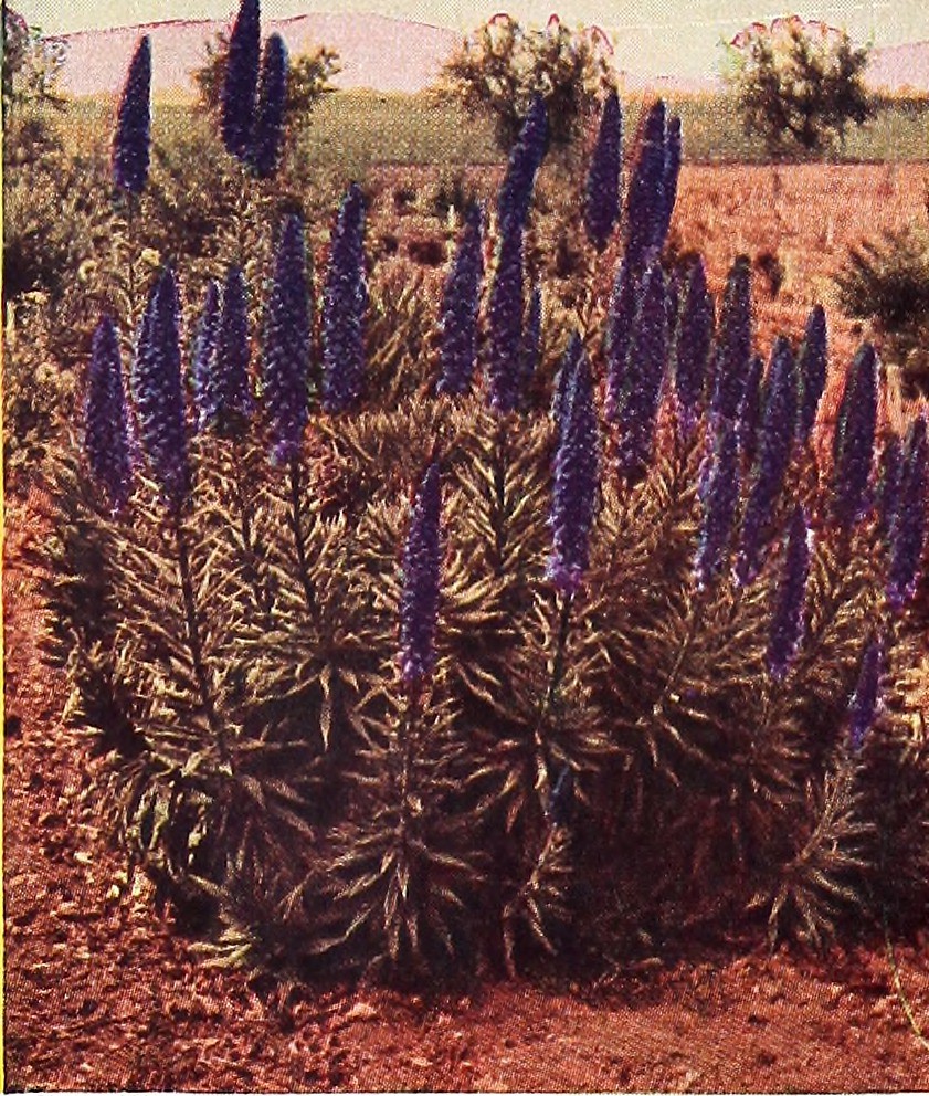 Image from page 50 of "Armstrong Nurseries" (1948) Flickr