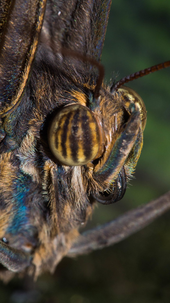 butterfly wisley butterfly house Daryl Parker Flickr