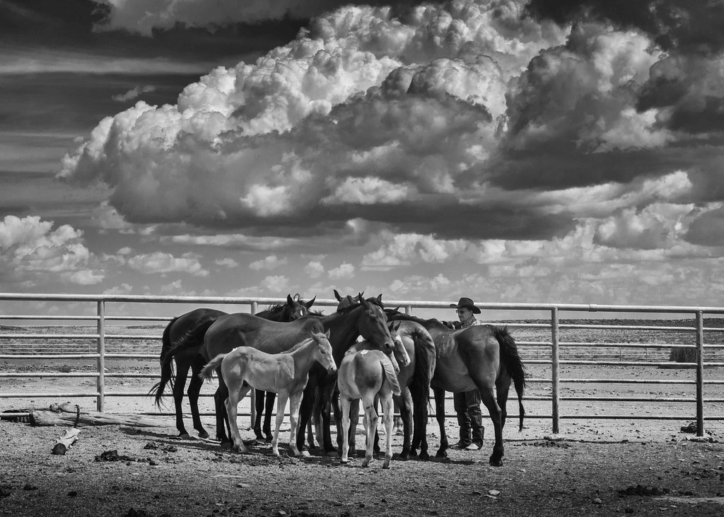 Babbitt Colt Sale Bob McClure Flickr