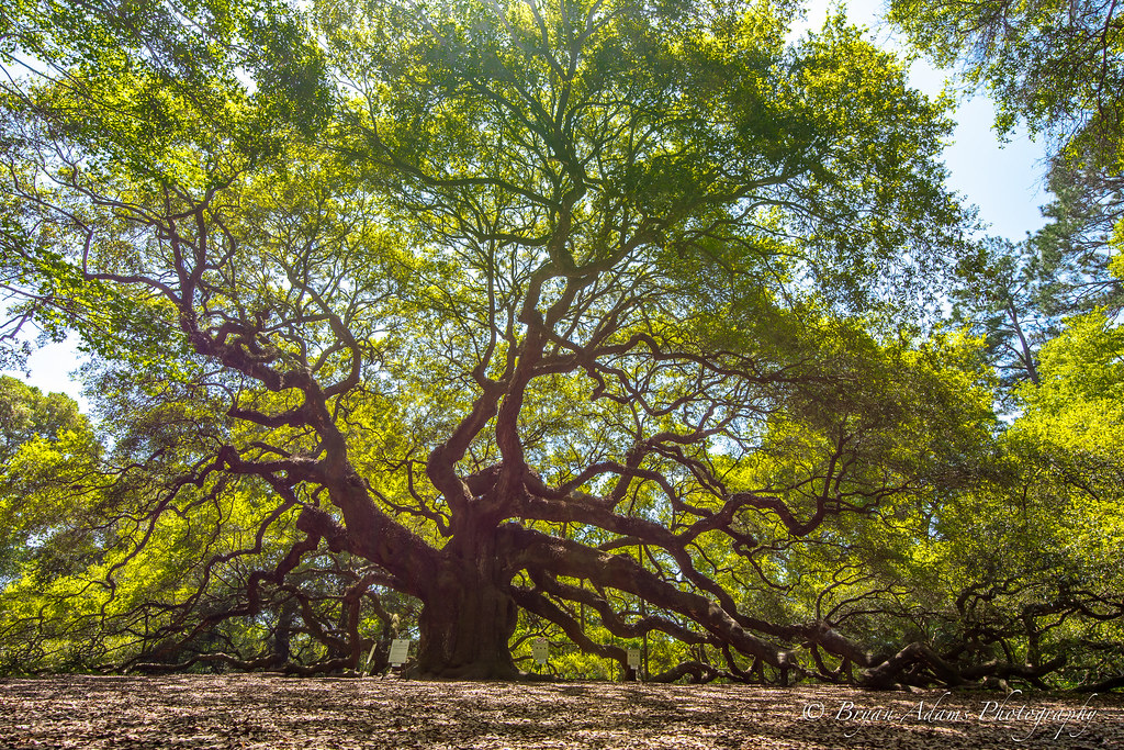 Angel Oak Tree Height 85 feet Circumference 25.5 feet … Flickr