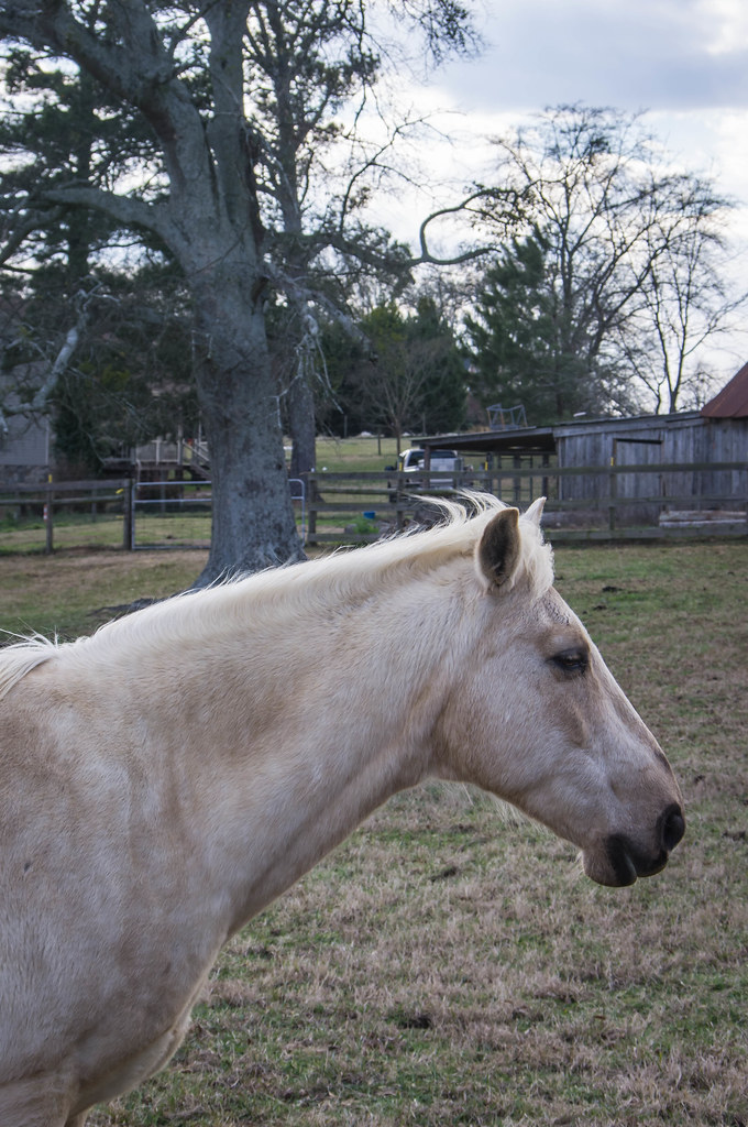 Horse in Mansfield, jwcjr Flickr