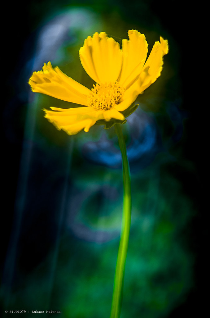 Flower Lukas DeMol zEnda Flickr