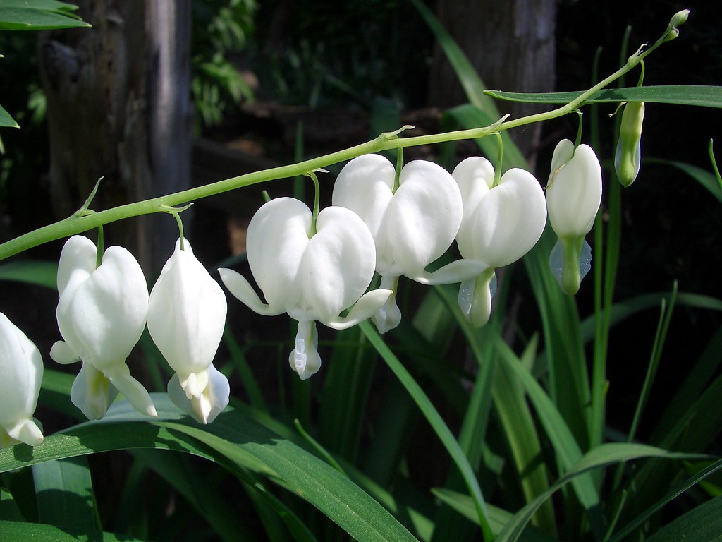CIMG2326 common Bleeding heart, Dicentra spectabilis "alba… Brian