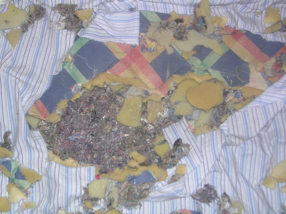 BED Dogs ate the bloody bed mellipop Flickr