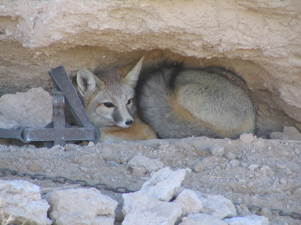 IMG_0890 Kit fox in leg hold trap near Alamo, Nevada. David Syzdek