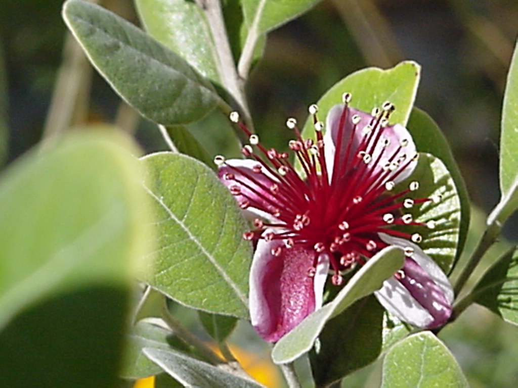 Guavaliscious The blossoms of the pineapple guava (Feijoa … Flickr