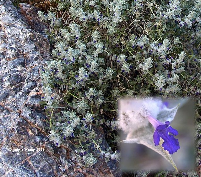 Death Valley Sage/Salvia funerea Shrub; strong odor when d… Flickr