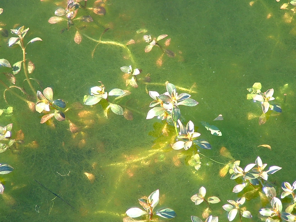 Algae flowers flowers I saw growing in algae...I … Flickr