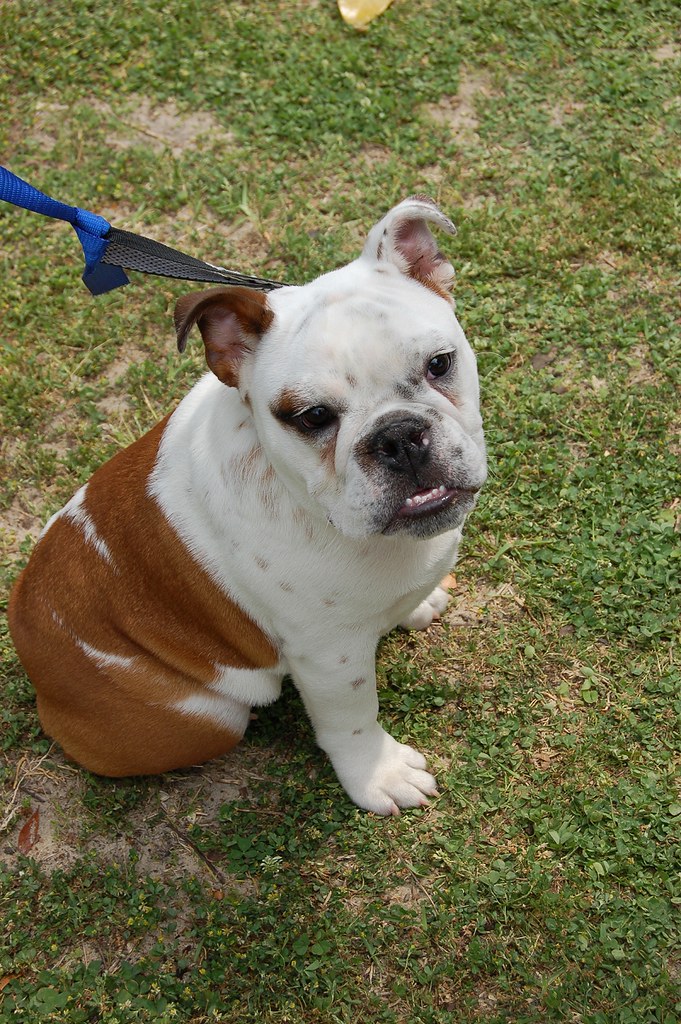 English Bulldog What a cutiepie! I just wanted to run awa… Flickr