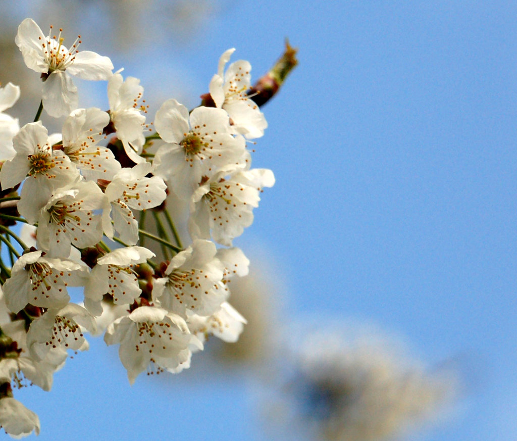 Cherry blossom Southwark park cherry blossom. Name