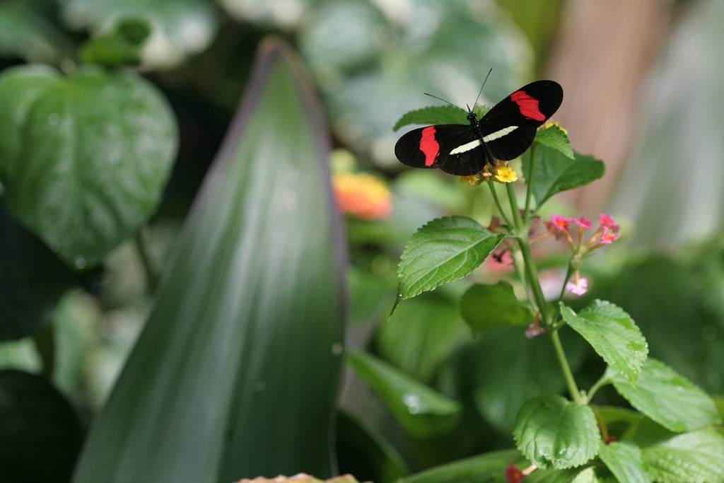 Black Beauty Taken at the Blooms & Butterflies exhibit, Fr… Flickr