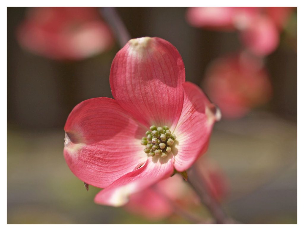 Flowers 060426 07 庭のハナミズキ E300 + ZD 50mm MACRO osanpo Flickr