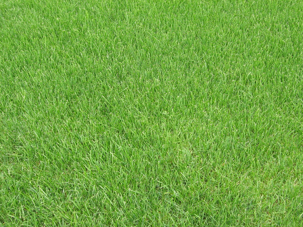 A Patch of Grass iirraa Flickr