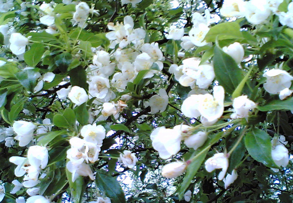 Tree with White Blossoms This has been a very rainy week, … Flickr