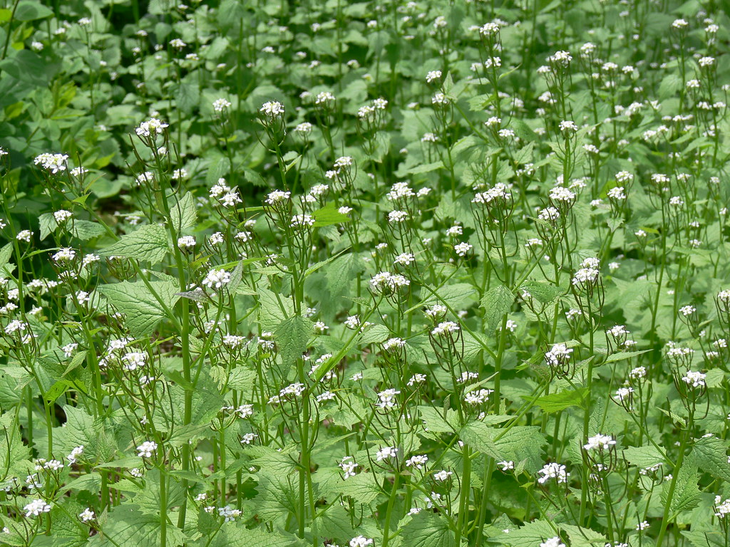 Garlic Mustard We are told that this plant is about to dev… Flickr